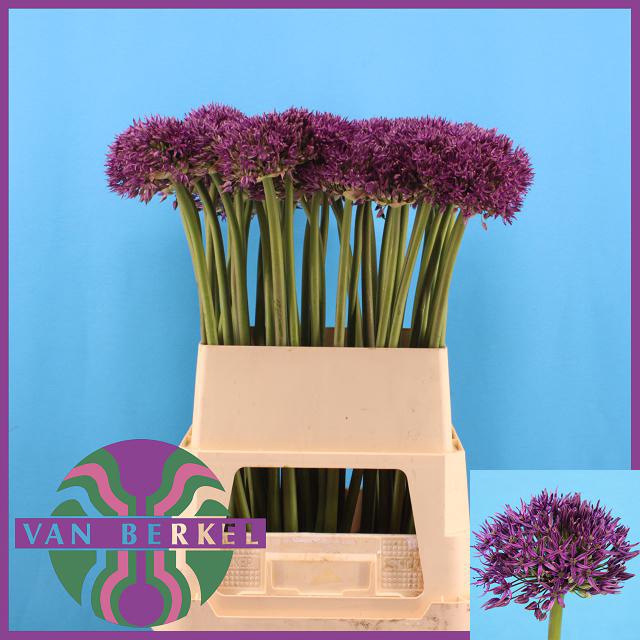 <h4>ALLIUM JACKPOT</h4>