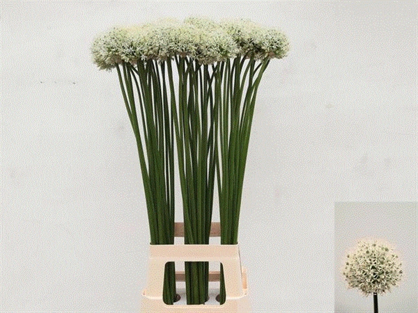 <h4>ALLIUM MOUNT EVEREST</h4>