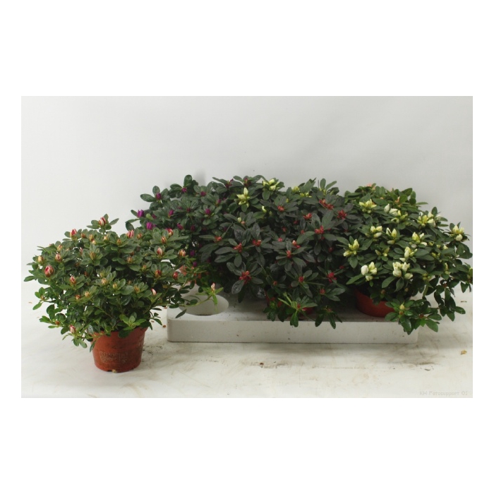 <h4>Rhododendron simsii mix 13Ø 30cm 32Ø</h4>
