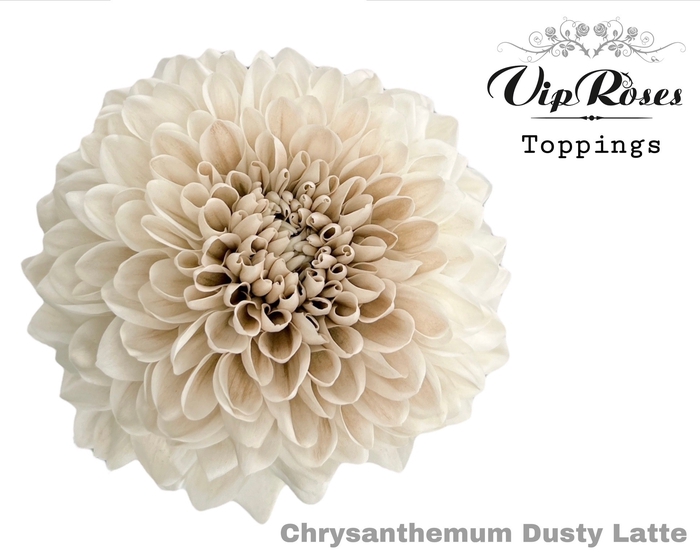 <h4>Chrys bl paint dusty latte</h4>