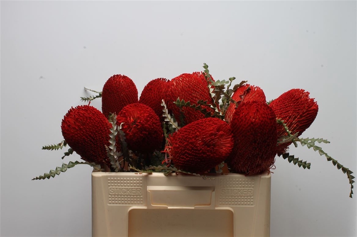 <h4>Banksia Speciosa Red</h4>