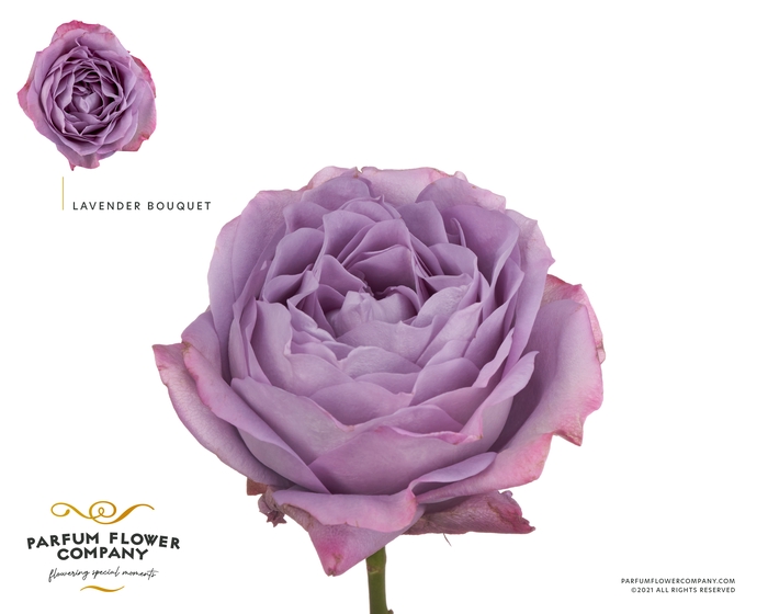 <h4>Rosa Garden Lavender Bouquet</h4>