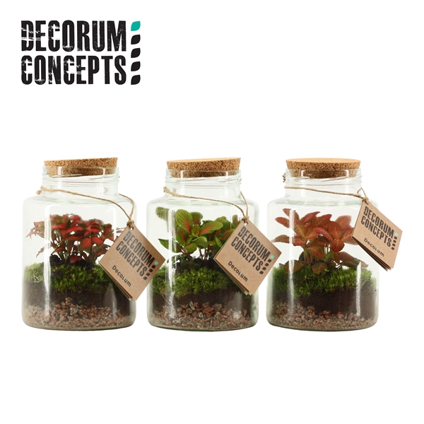 <h4>Terrarium Neptunus (Decorum concepts)</h4>