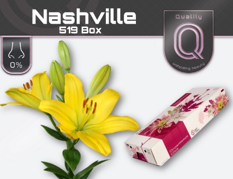 <h4>LI LA NASHVILLE 519 BOX 5+</h4>