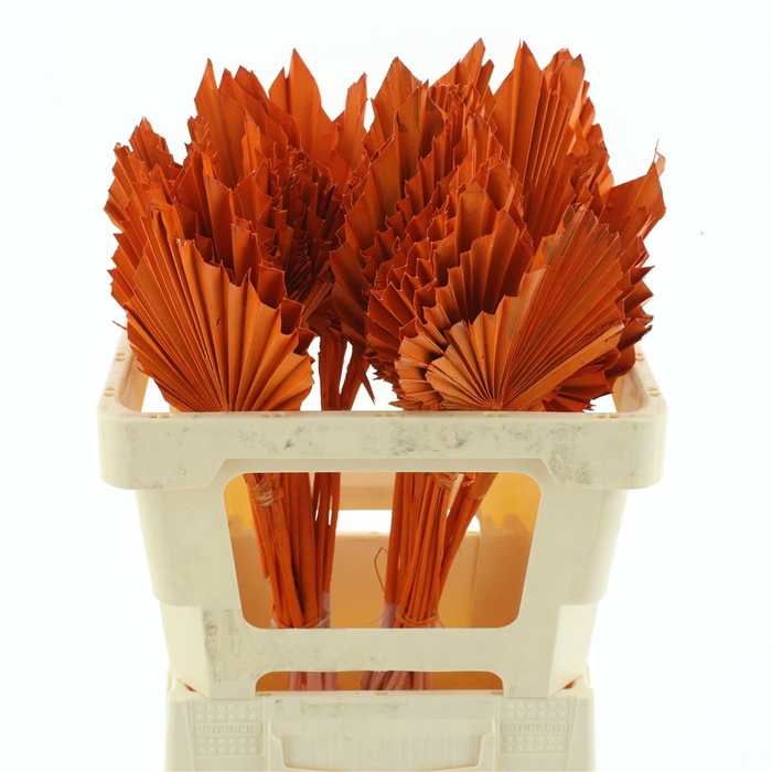 <h4>Dried Palm Spear Oranje</h4>
