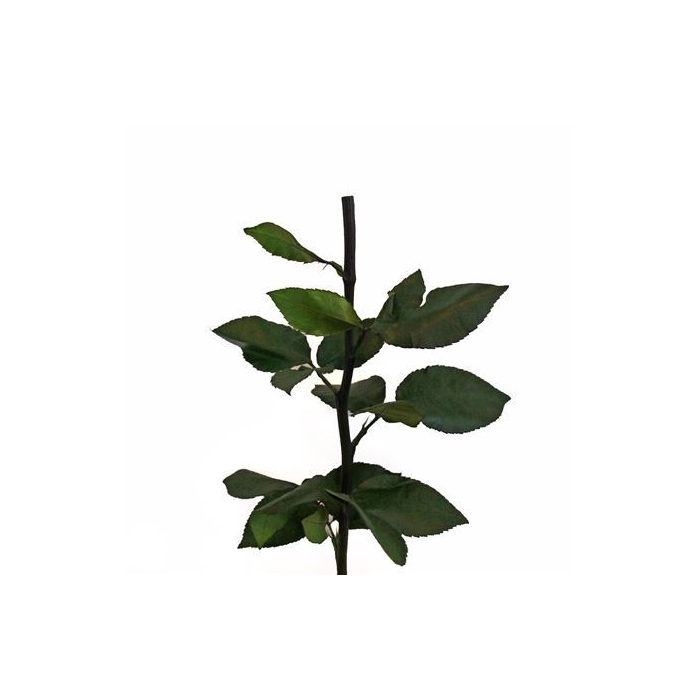 <h4>30cm Green Stem Without Head</h4>