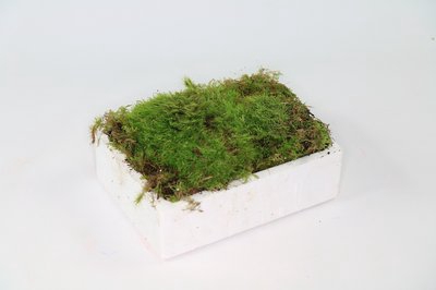 <h4>Moss flat mini (Plagiothecium)</h4>