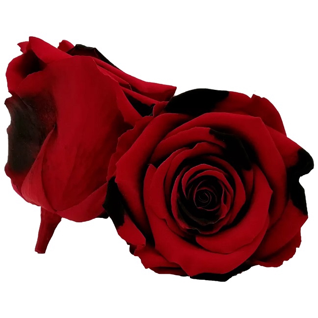 <h4>Roos XL red-03</h4>