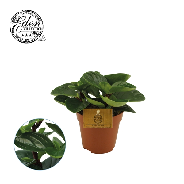 <h4>Peperomia Red Canyon 12cm</h4>
