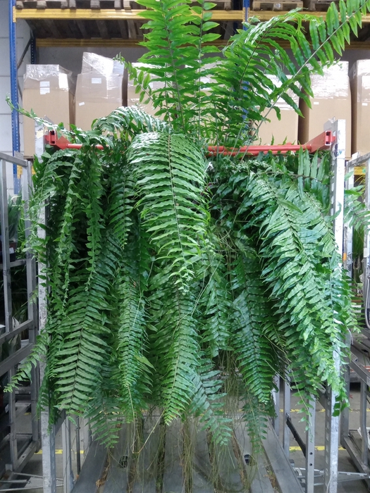 <h4>Nephrolepis Exal. ...</h4>