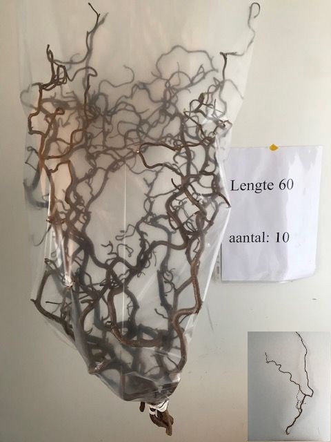 <h4>Corylus contorta</h4>
