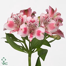 Alstroemeria panorama