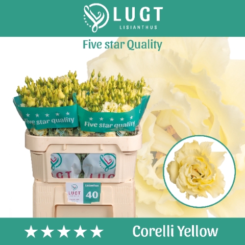 <h4>Eust. Corelli Yellow 998</h4>