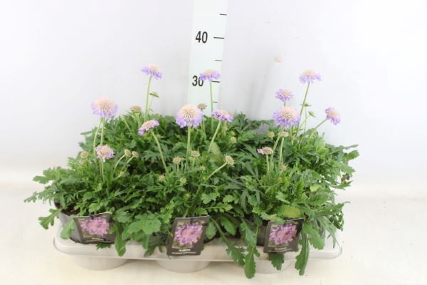 <h4>Scabiosa Columb. 'butterfly Blue'</h4>