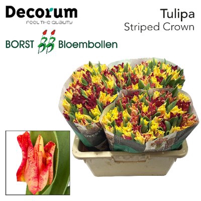 <h4>Tulipa co striped crown</h4>