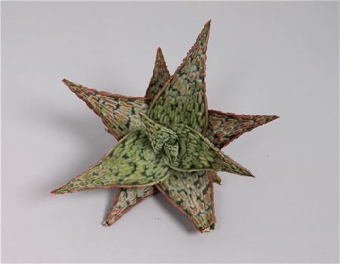 <h4>Aloe Starfish Cutflower Wincx-8cm</h4>