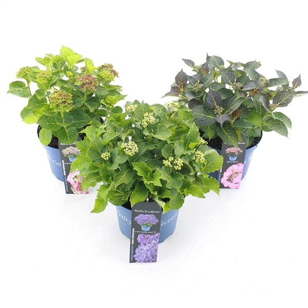 <h4>Hydrangea macr. Royalty Collection® in soorten</h4>