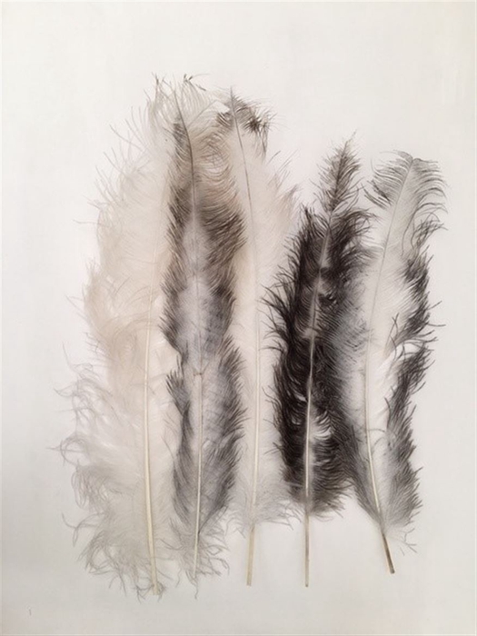 <h4>Basic Ostrich Feathers 55cm 5 Pcs Nat White</h4>