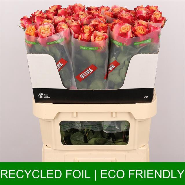 <h4>Rosa la 3D</h4>