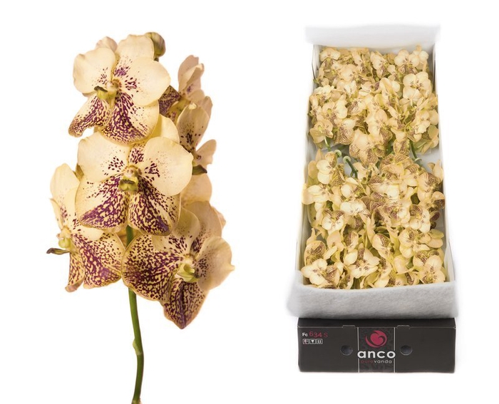 <h4>Vanda sunanda yellow henna per stem</h4>