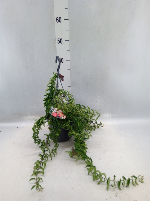 <h4>Aeschynanthus   ...</h4>