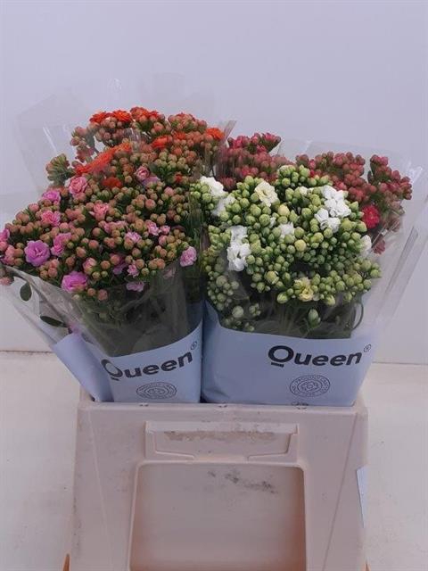 <h4>Kalanchoe mix in bucket</h4>