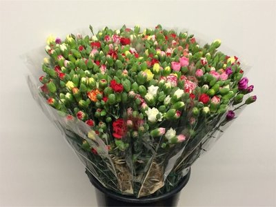<h4>Dianthus sp rainbow (mixbunch)</h4>
