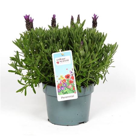 <h4>Lavandula Stoechas Fantasia Early P</h4>