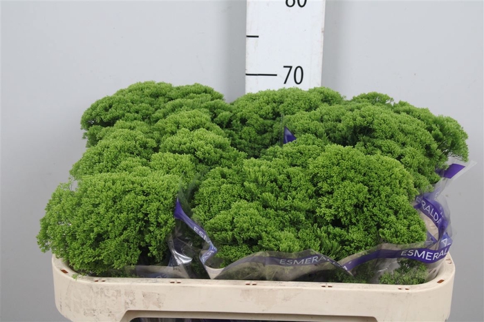 <h4>Trachelium jade</h4>