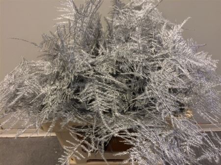 <h4>Asp. Lang Silver</h4>