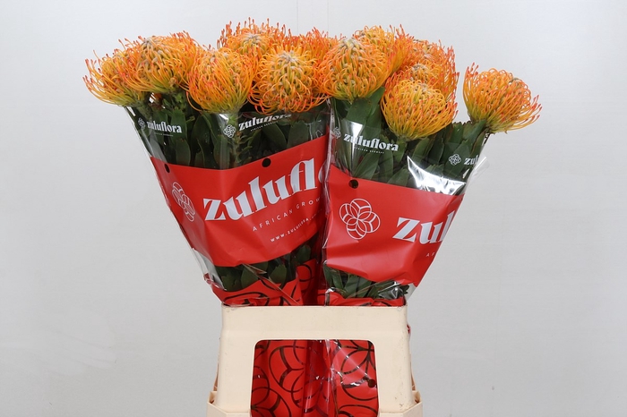 <h4>Nutans ayoba sun</h4>