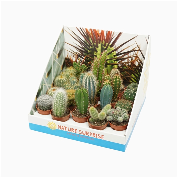 <h4>Cactus mix 5,5 cm. in presentatiedoos</h4>