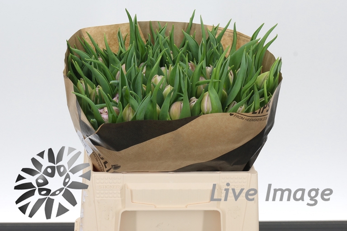 <h4>Tulipa do master price</h4>