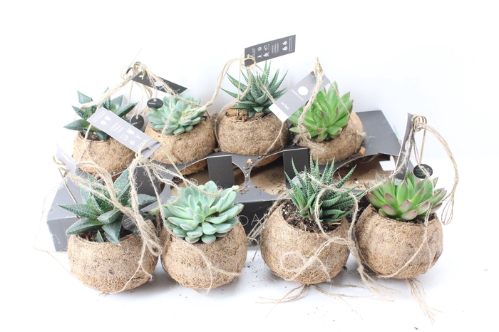 <h4>arr3 Kokoplant - Succulent mix x8</h4>