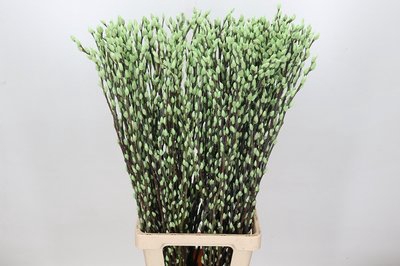 <h4>Salix paint pussy willow mint green</h4>