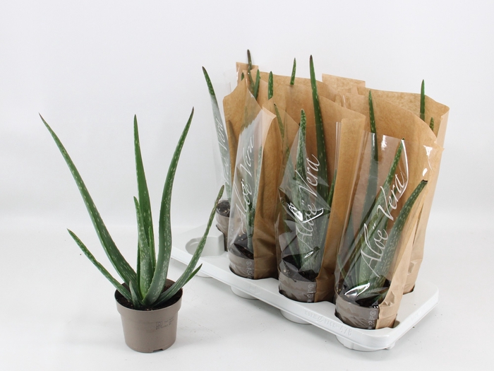 <h4>ALOE VERA</h4>