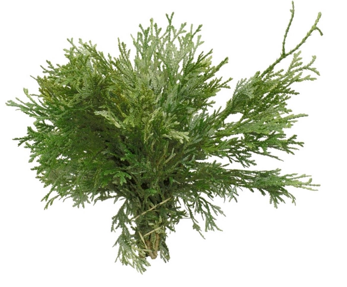 <h4>Co Thuja Dolobrata</h4>
