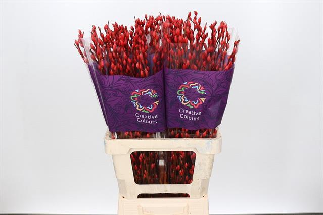 <h4>Salix paint pussy willow red</h4>