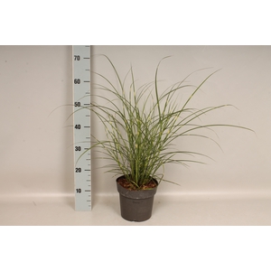 vaste planten 19 cm  Miscanthus Zebrinus