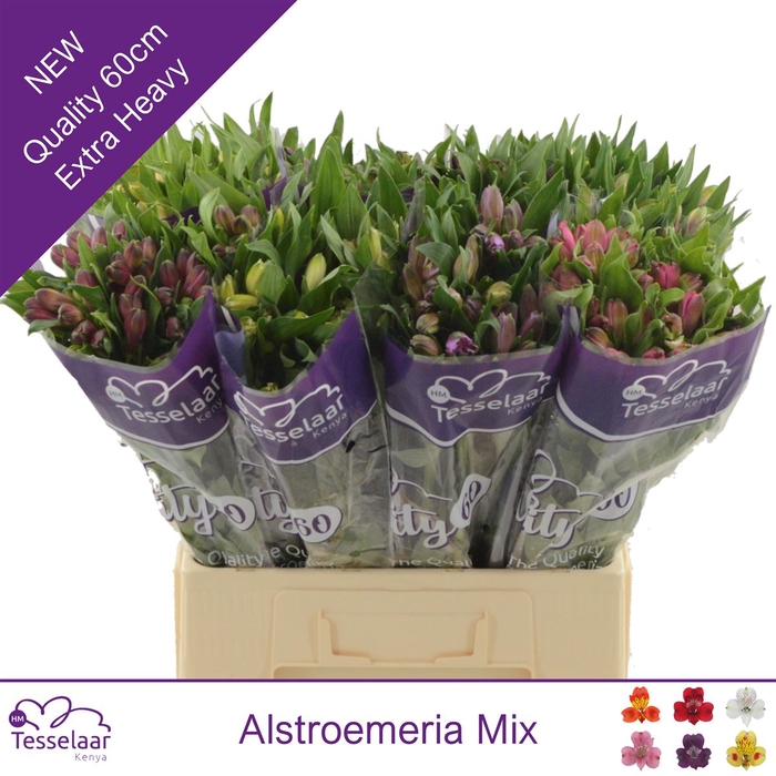 <h4>Alstroemeria mix in bucket</h4>