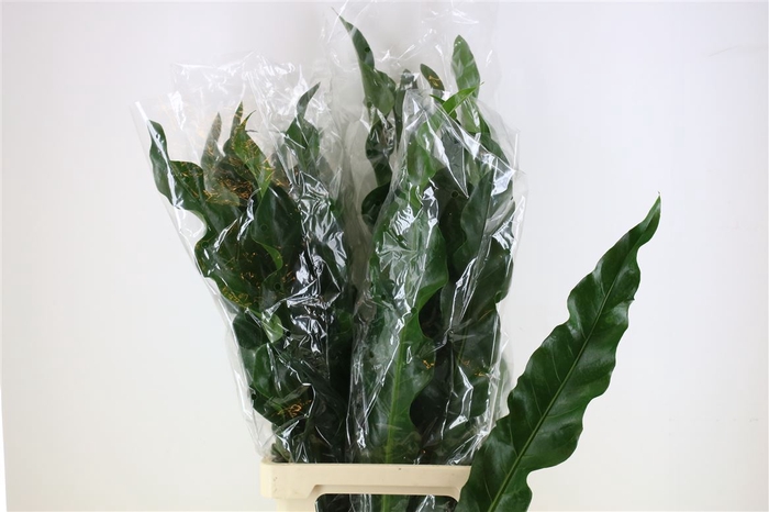 <h4>Lernosand 90cm</h4>