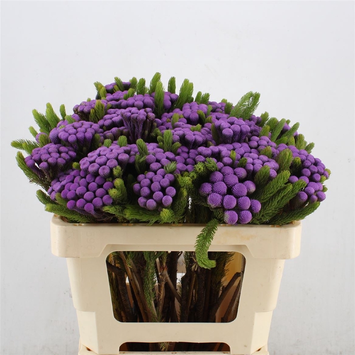 <h4>Albiflora Purple</h4>