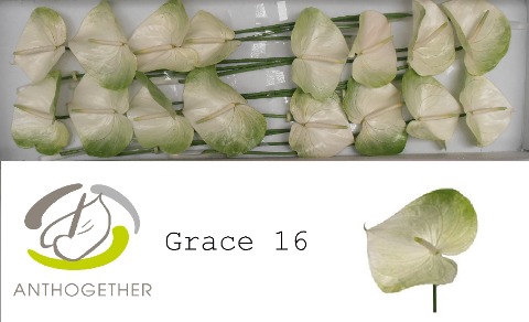 <h4>Anthurium grace</h4>