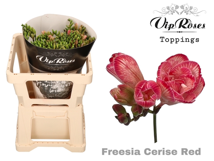 <h4>Freesia do paint cerise red</h4>