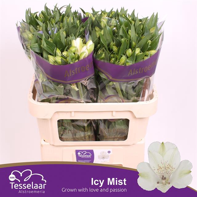 <h4>Alstroemeria icy mist</h4>