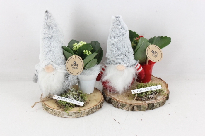 <h4>arr2 PL - Gnome hout schijf x6 kalan.</h4>