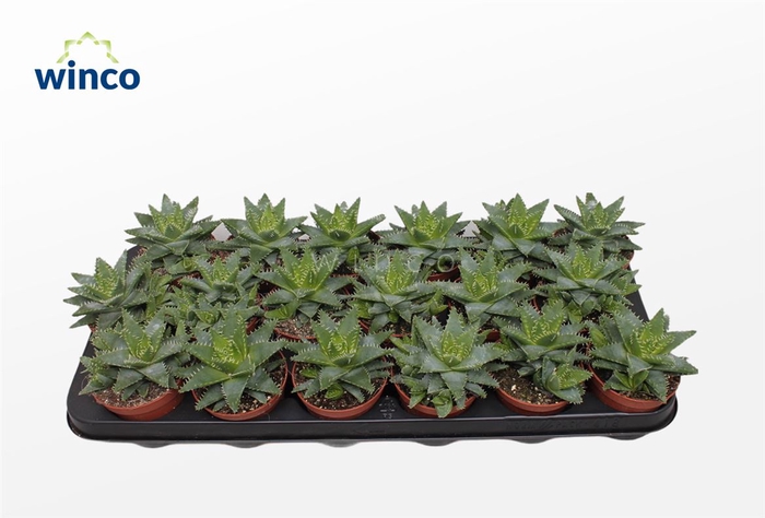 <h4>Aloe Brevifolia</h4>
