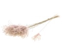 <h4>Fluffy reed grass nat.pink</h4>