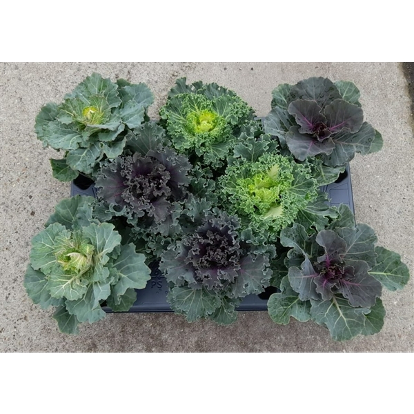 <h4>Brassica mixtray 10,5 cm</h4>