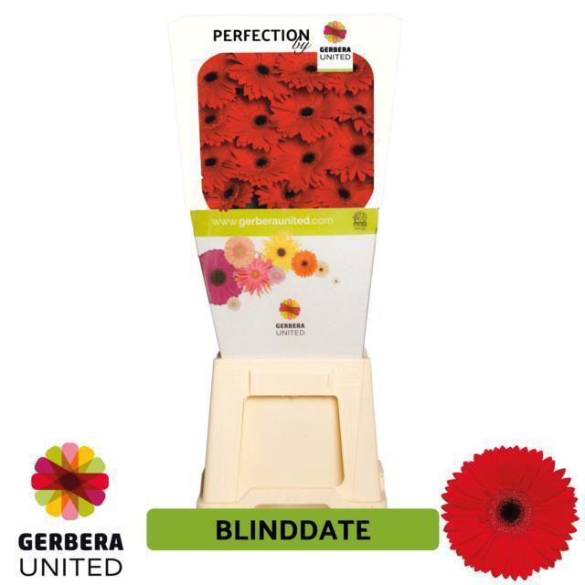 <h4>Gerbera diamond blinddate</h4>